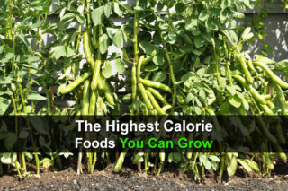 The Highest Calorie Foods You Can Grow