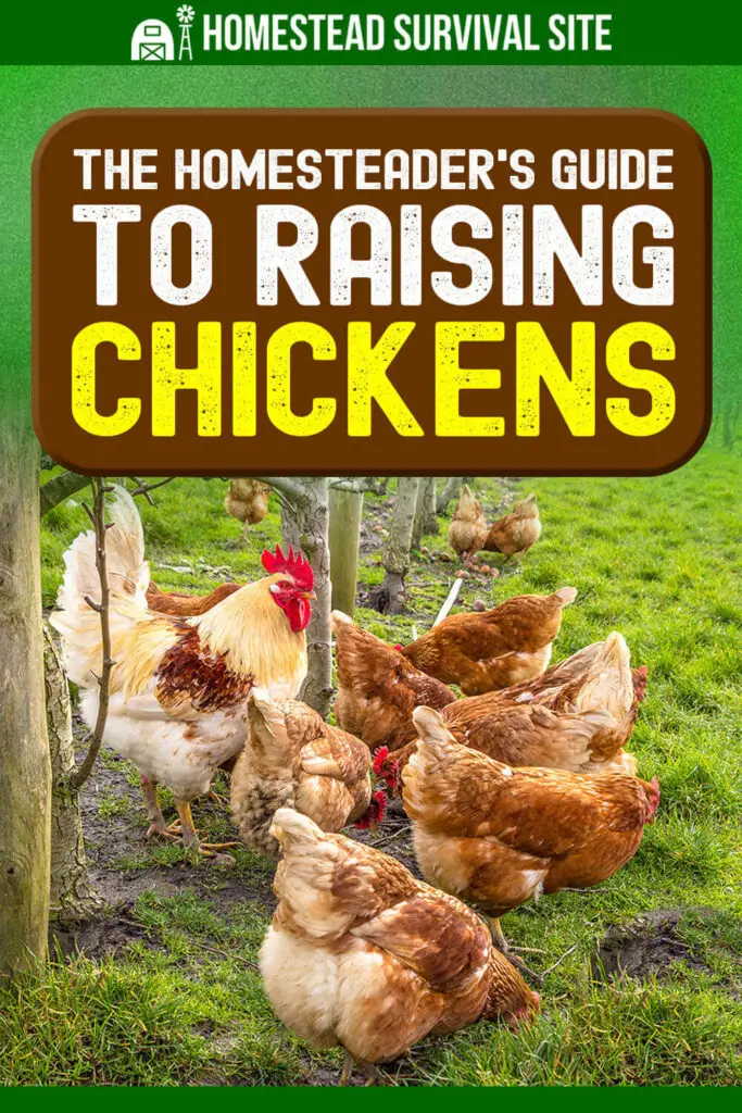 The Homesteader's Guide to Raising Chickens