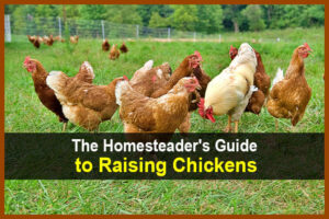 The Homesteader's Guide to Raising Chickens