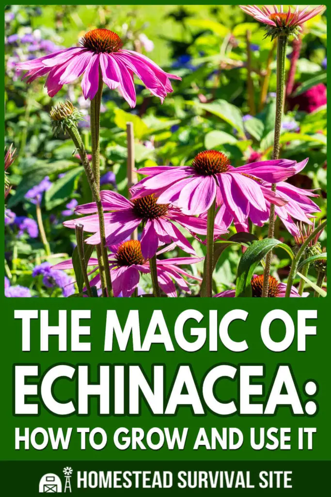 The Magic of Echinacea: How to Grow and Use It