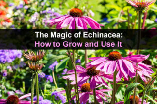 The Magic of Echinacea: How to Grow and Use It