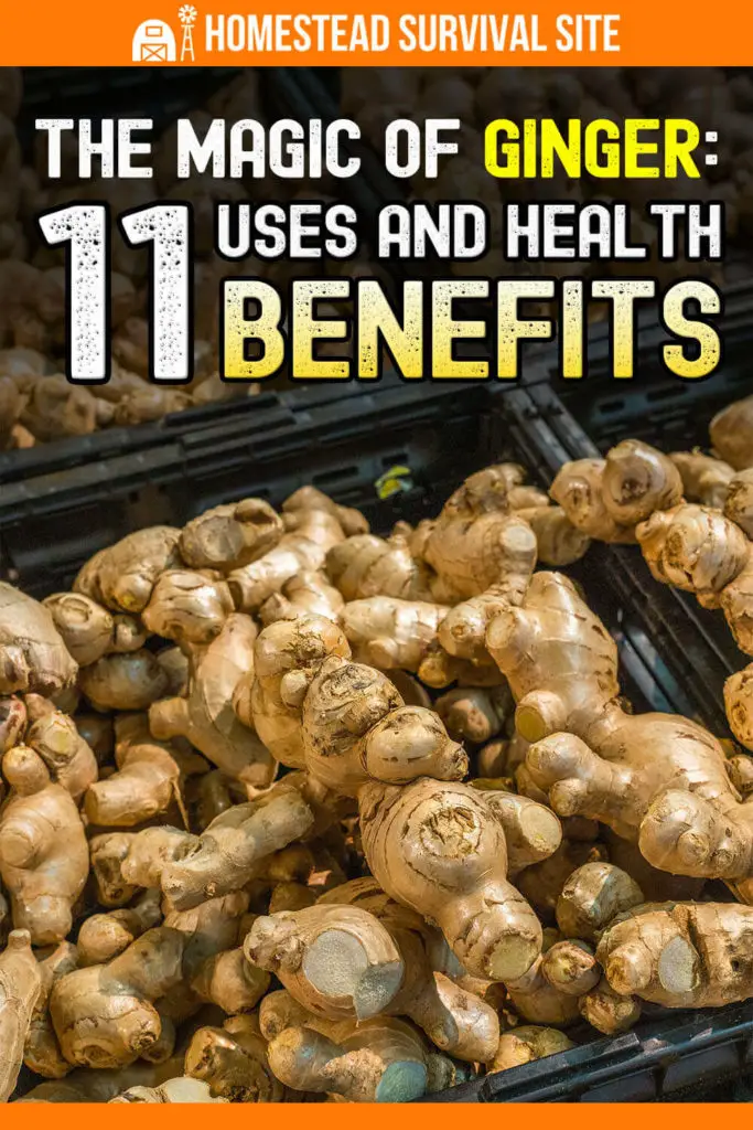 The Magic of Ginger: 11 Uses and Health Benefits