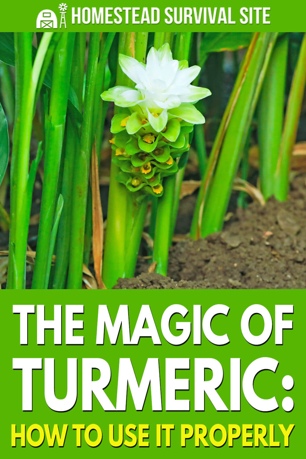 The Magic of Turmeric: How To Use It Properly