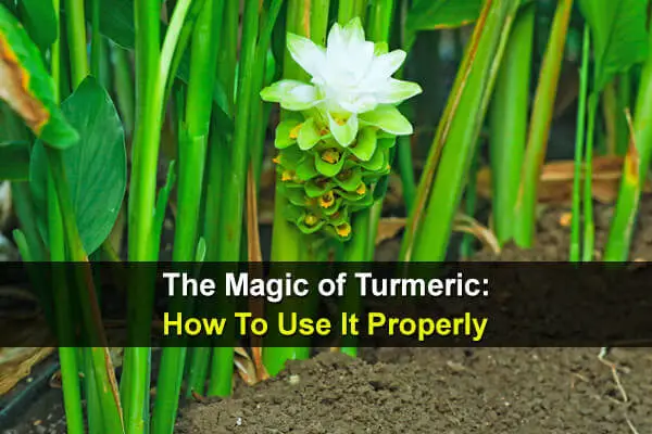 The Magic of Turmeric: How To Use It Properly