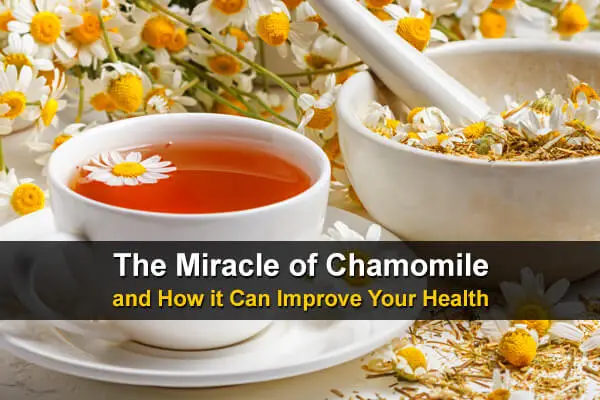 The Miracle of Chamomile and How It Can Improve Your Health