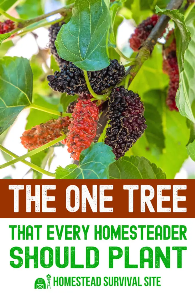 The One Tree That Every Homesteader Should Plant
