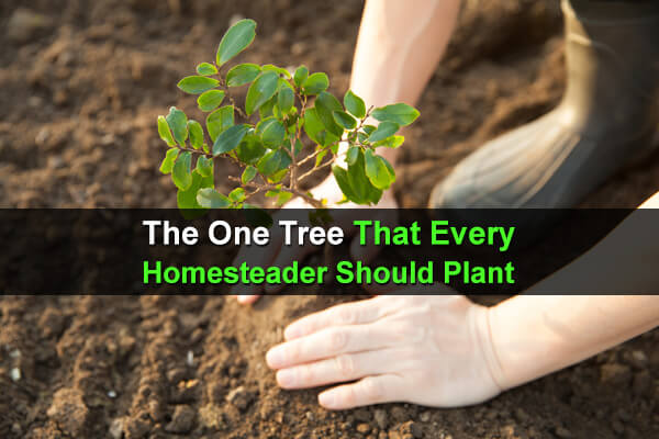 The One Tree That Every Homesteader Should Plant