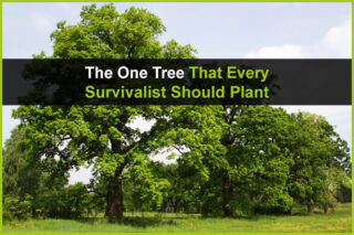 1 Tree That Every Survivalist Should Plant