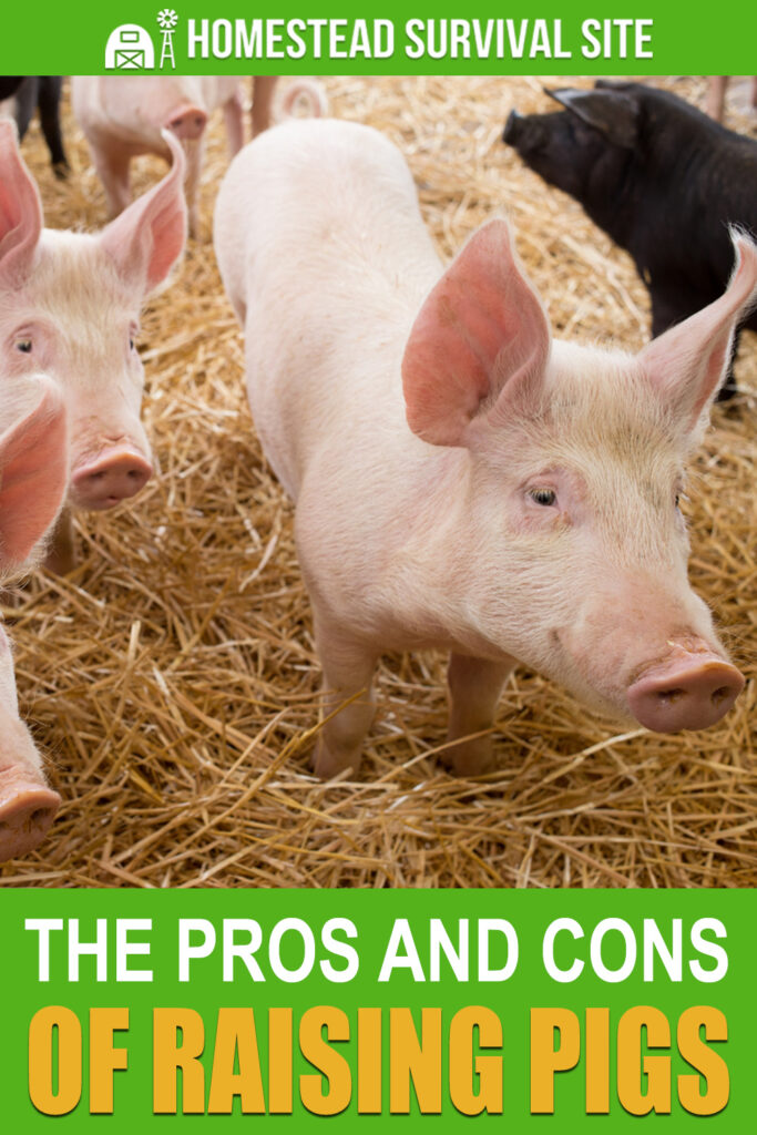 The Pros and Cons of Raising Pigs Homestead Survival Site