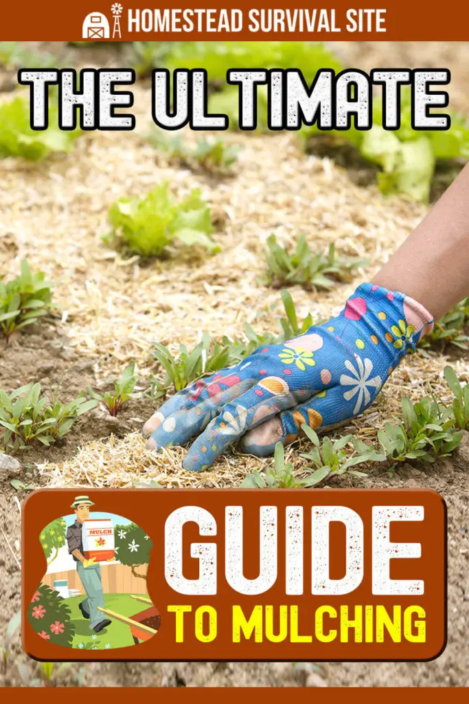 The Ultimate Guide to Mulching