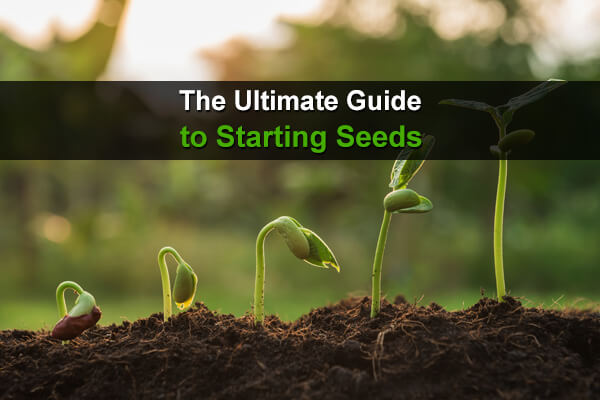 The Ultimate Guide to Starting Seeds