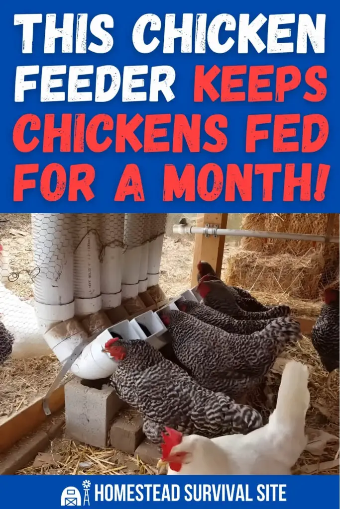 This DIY Chicken Feeder Keeps Chickens Fed for a Month