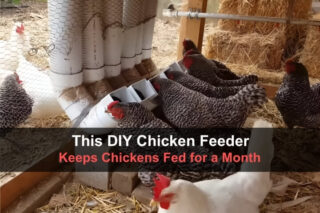 This DIY Chicken Feeder Keeps Chickens Fed for a Month