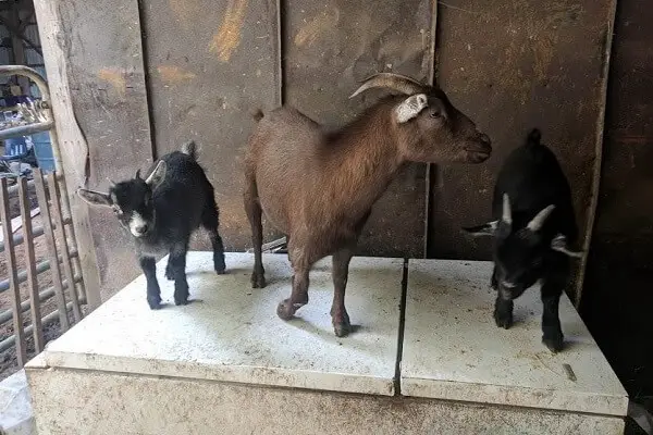 Three Goats On The Homestead