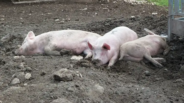 Three Pigs Lying In The Mud