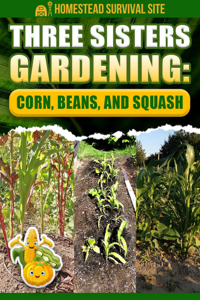 Three Sisters Gardening: Corn, Beans, and Squash