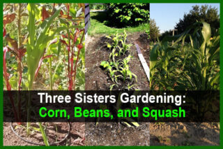 Three Sisters Gardening: Corn, Beans, and Squash