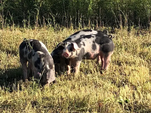 Three Spotted Piglets