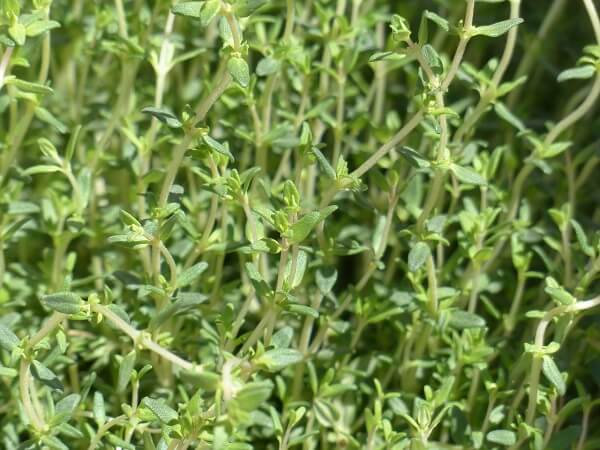 Thyme Perennial Herb