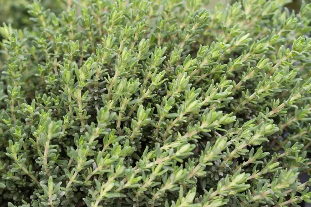 Thyme Plant Leaves