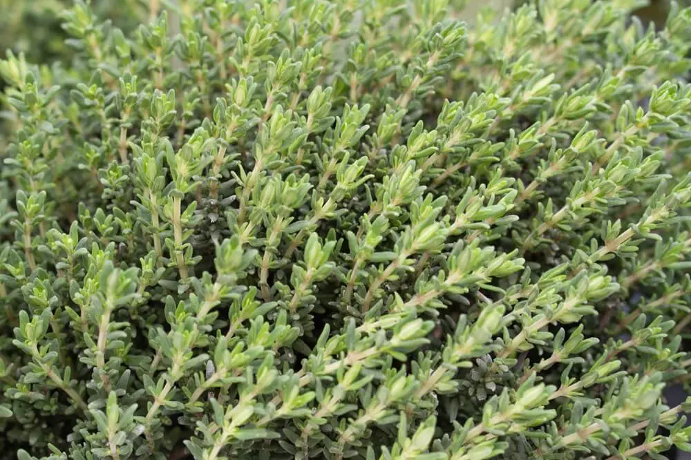 Thyme Plants