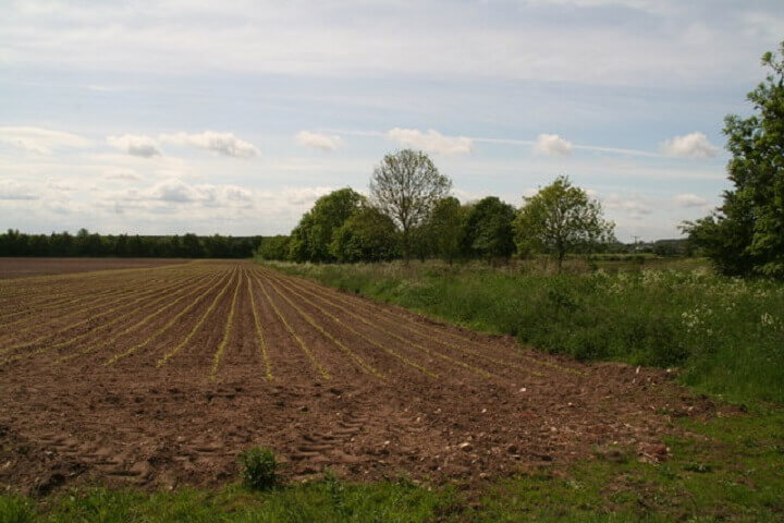 Tilled Field With New Plants