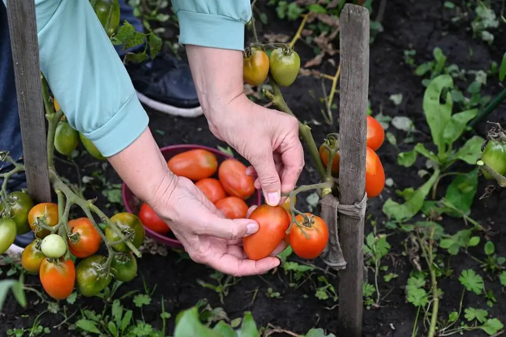 Tomato Harvest