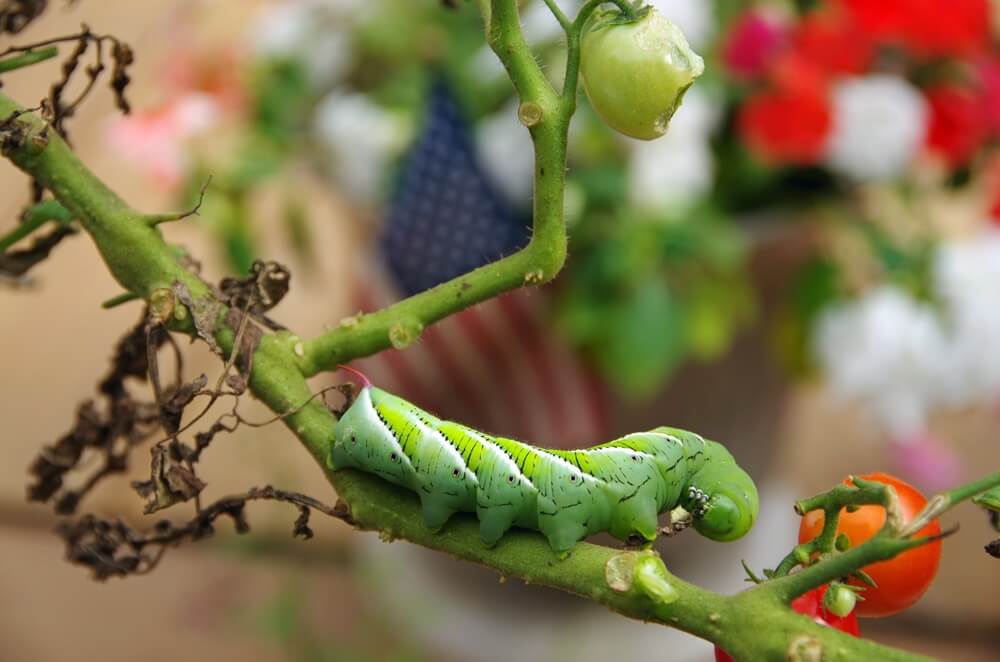 Tomato Hornworm Eating