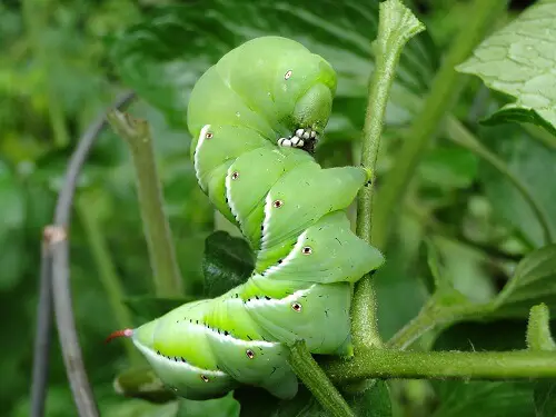 Tomato Hornworm | Common Garden Pests and How to Deal with Them Naturally