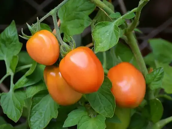 Tomato Plant