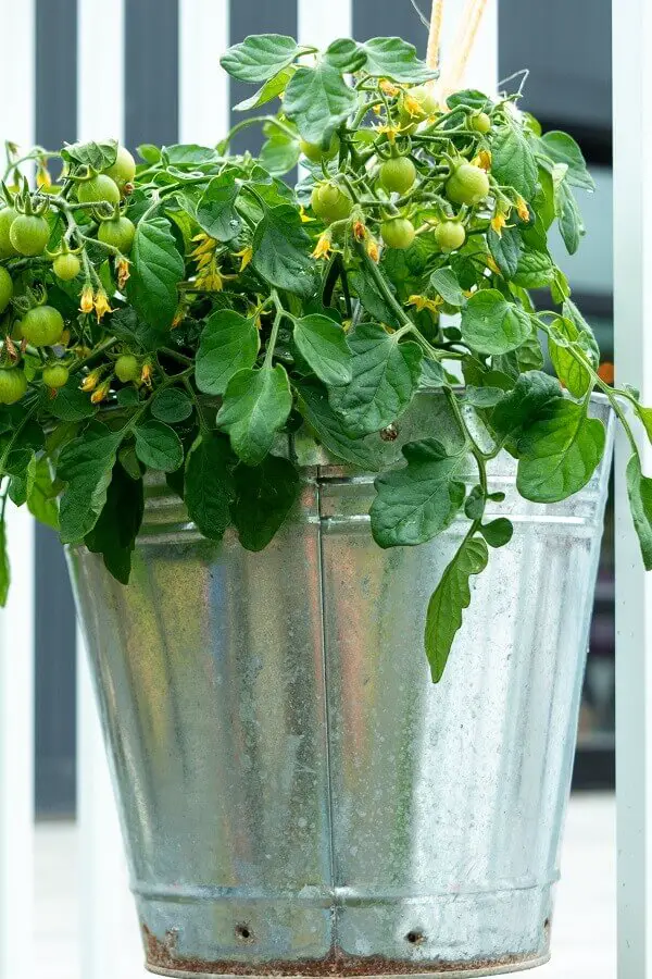 Tomatoes in Hanging Planter
