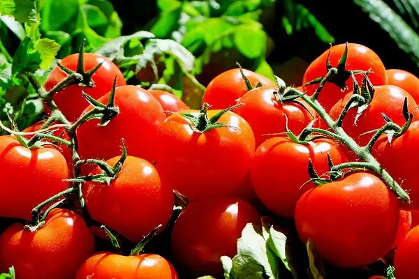 Tomatoes | Foods That Store Well in Root Cellars