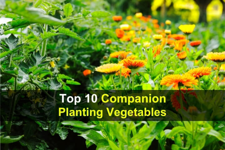 Top 10 Companion Planting Vegetables
