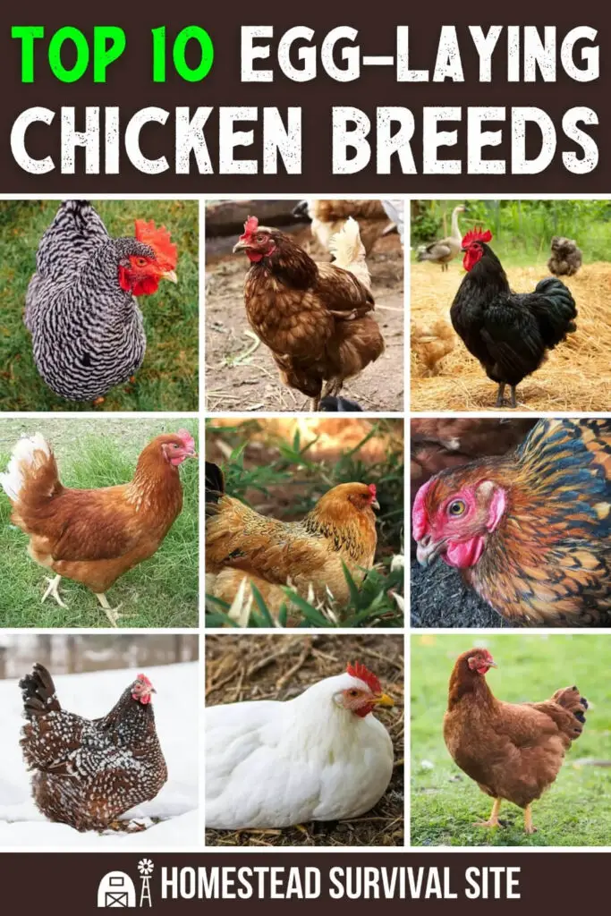 Top 10 Egg-Laying Chicken Breeds