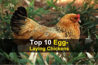Top 10 Egg-Laying Chickens