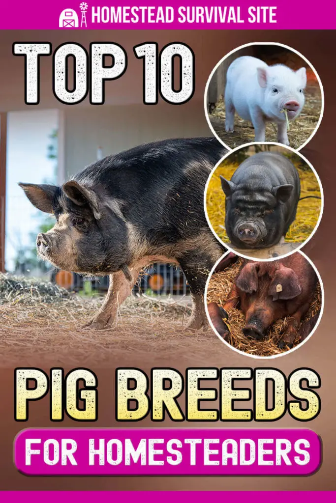 Top 10 Pig Breeds for Homesteaders