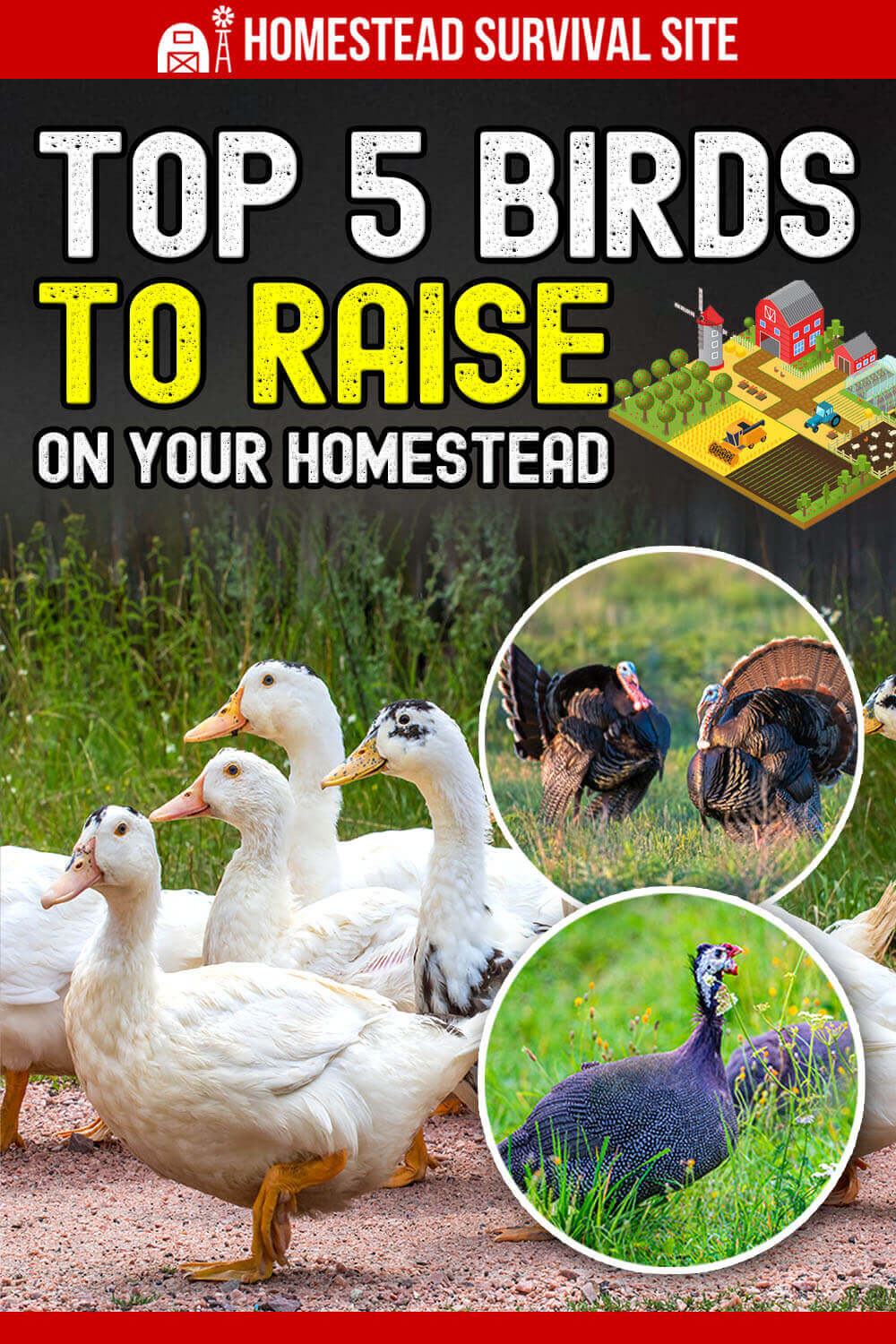 top-5-birds-to-raise-on-your-homestead