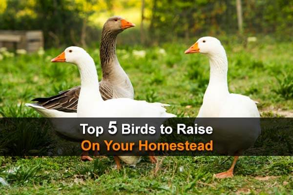 Top 5 Birds To Raise On Your Homestead