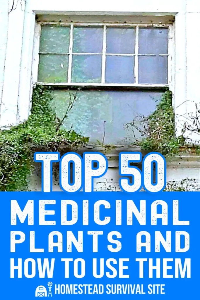 Top 50 Medicinal Plants and How to Use Them