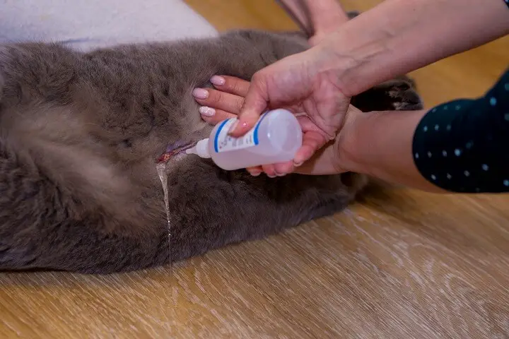 Treating Cat With Hydrogen Peroxide