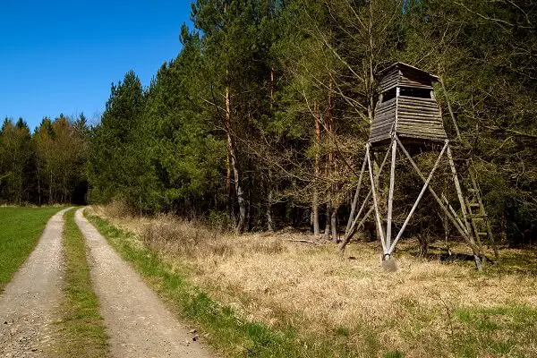 Tree Stand By The Forest