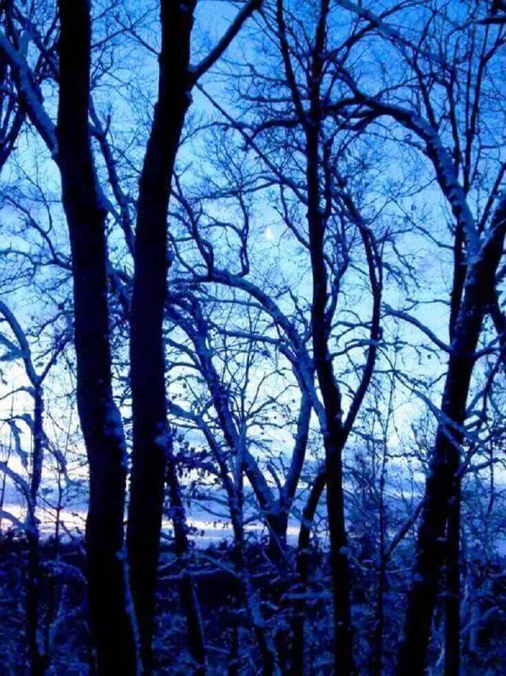 Trees At Dusk