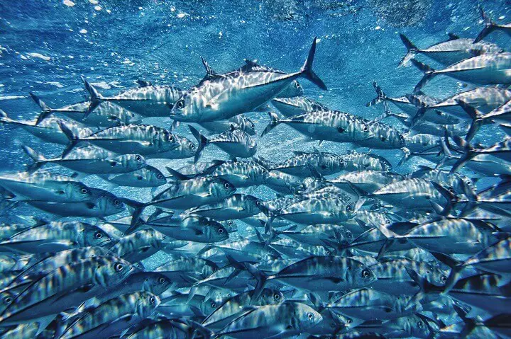 Tuna Fish Swimming