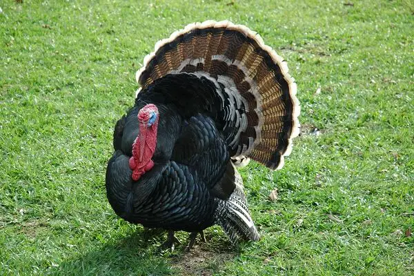 Turkeys