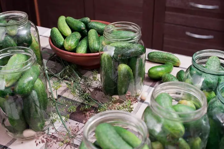 Turning Fresh Cucumbers Into Pickles