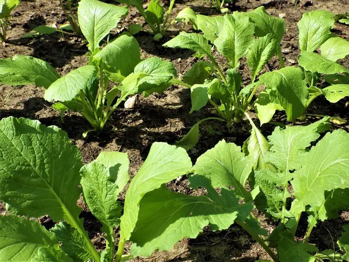 Turnip Greens Growing