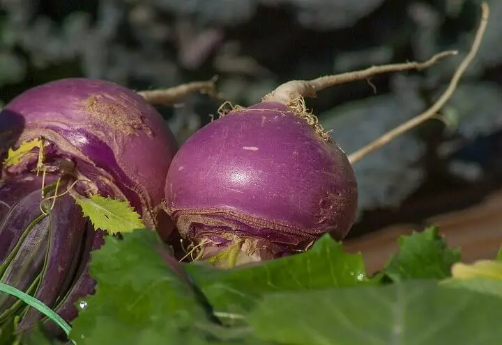 Turnips Up Close