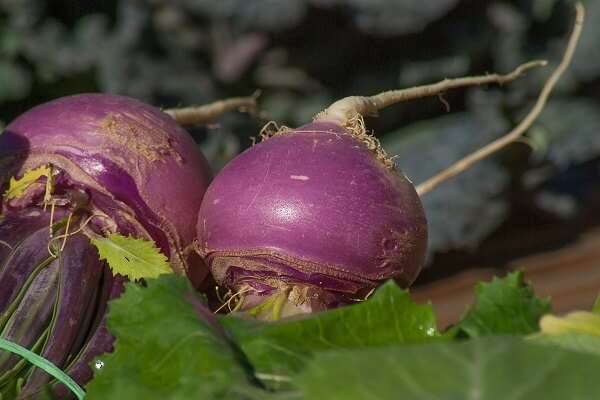 Turnips | Foods That Store Well in Root Cellars