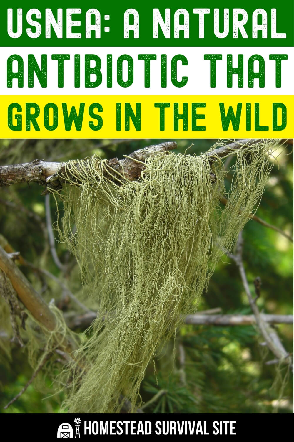 Usnea: A Natural Antibiotic That Grows in the Wild