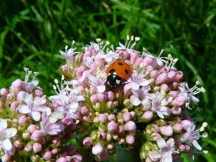 Valerian Flowers with Ladybug